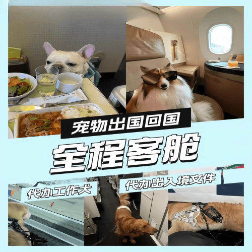 密云区宠物托运到白俄罗斯宠物入境规定和要求